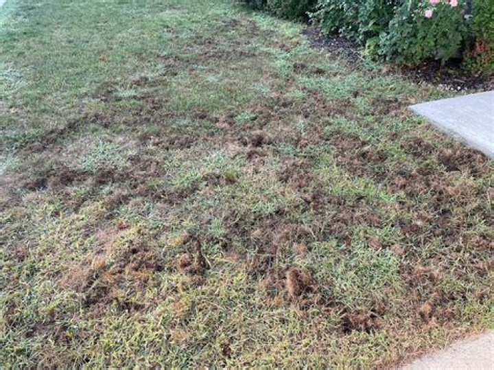 15 Ways You're Destroying Your Lawn