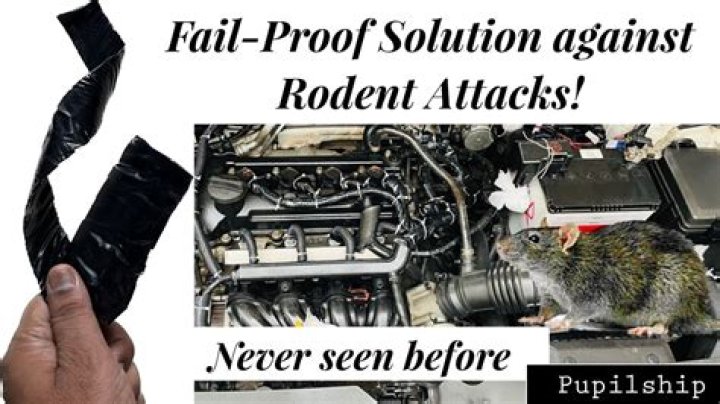 Fab Rats video statistics