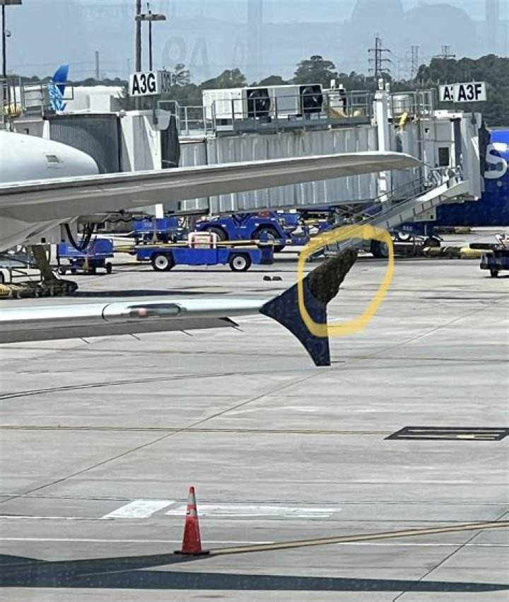 Joe Biden Swats Away Pesky Cicada After Massive Swarm Delays His Press Plane