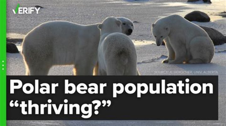 This Is the Current Polar Bear Population Worldwide — Best Life