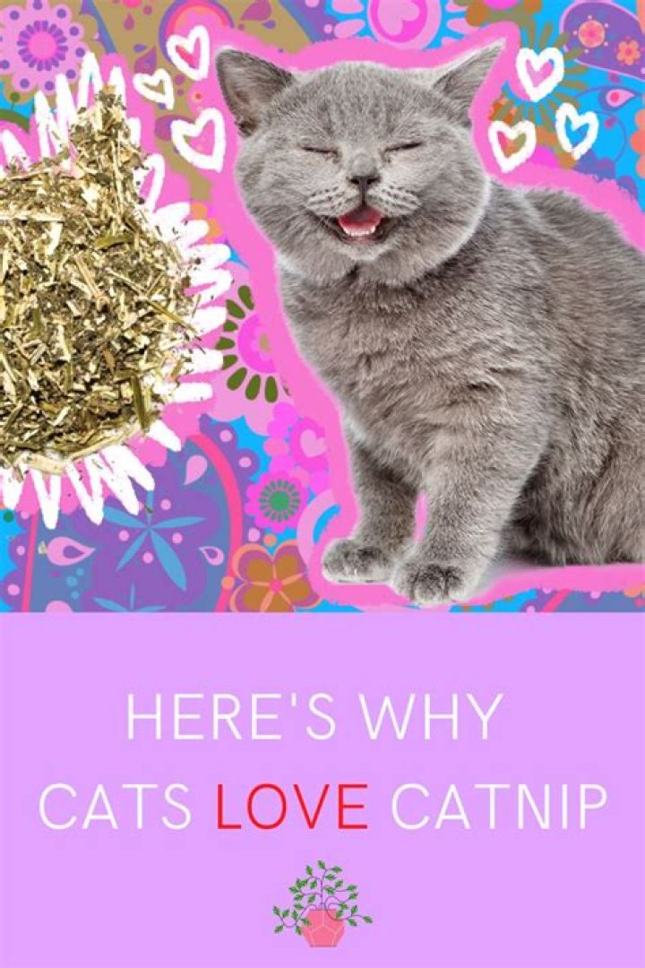 Why Are Cats Obsessed with Catnip?